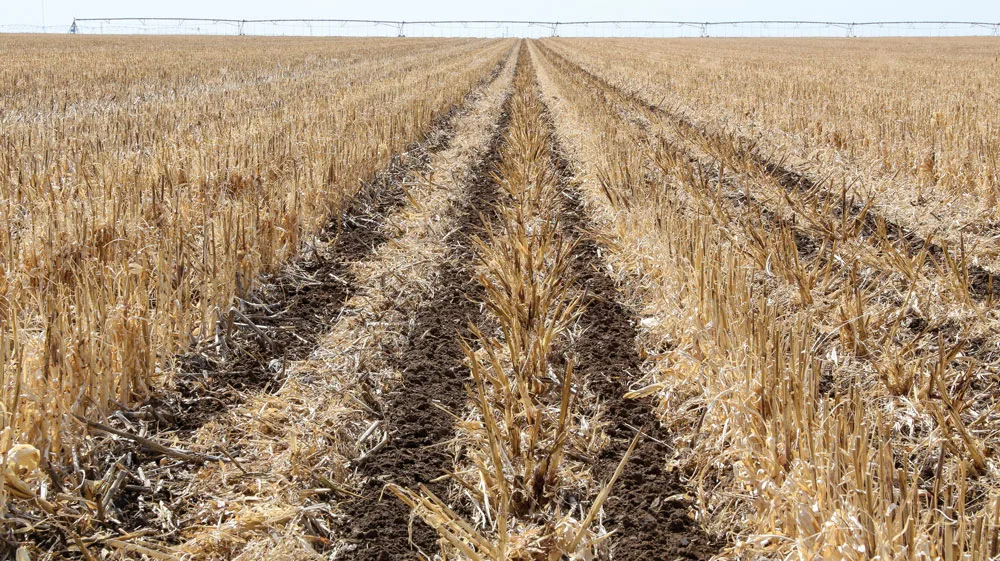 Rex Bland-Strip-Till Berm-Building Tips-1.jpg
