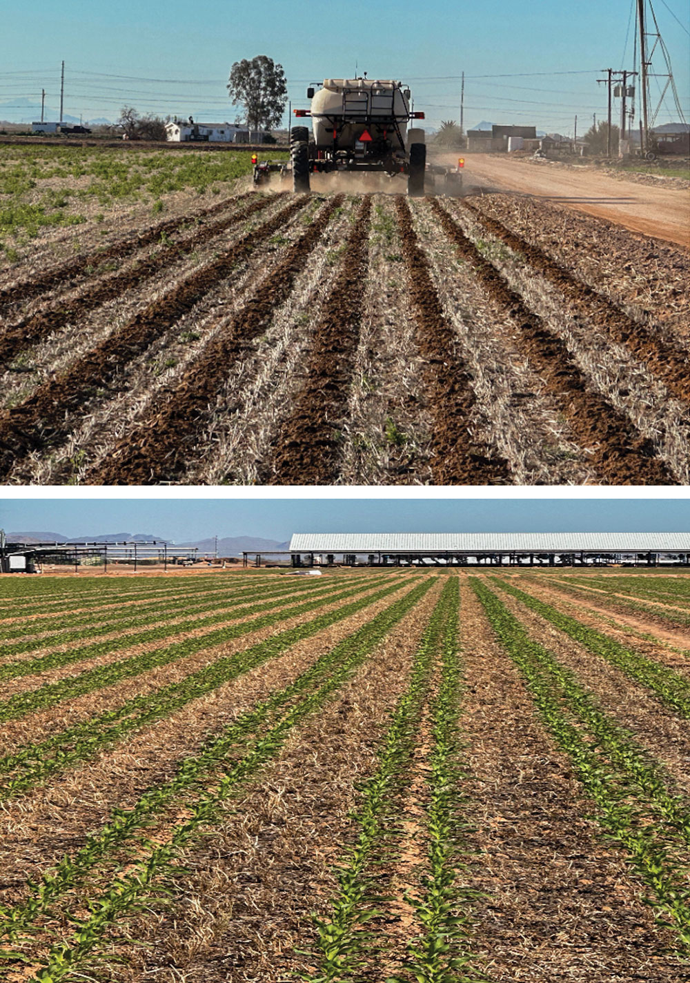 Robert-Boyle-2026-Strip-Till-Innovator-3.jpg
