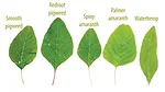 Systems Approach to Control Strip-Tills 3 Most Challenging Weeds-1.jpg