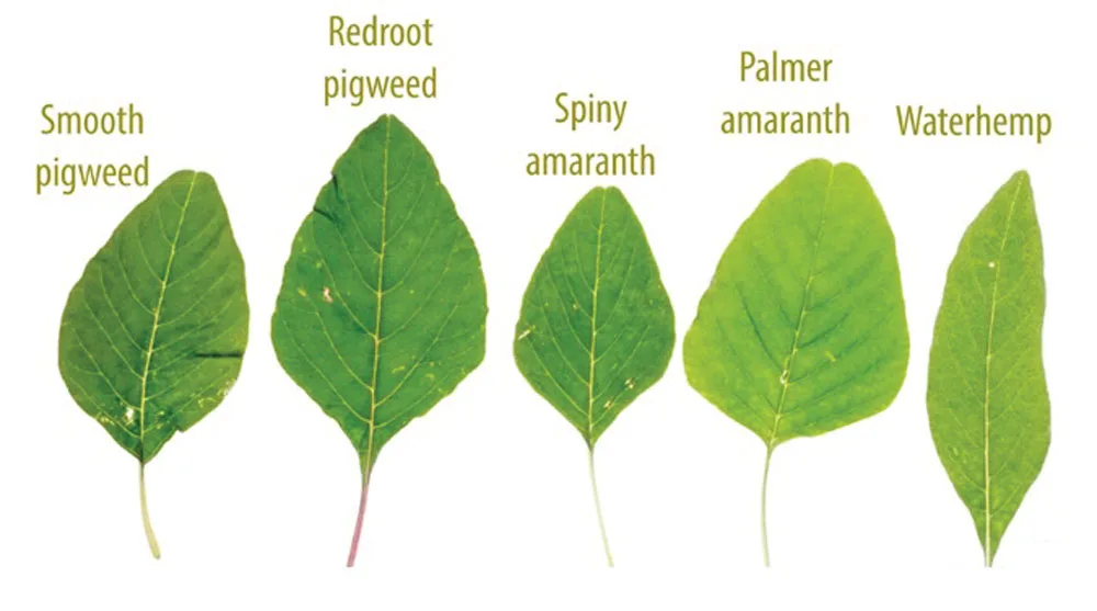 Systems Approach to Control Strip-Tills 3 Most Challenging Weeds-1.jpg
