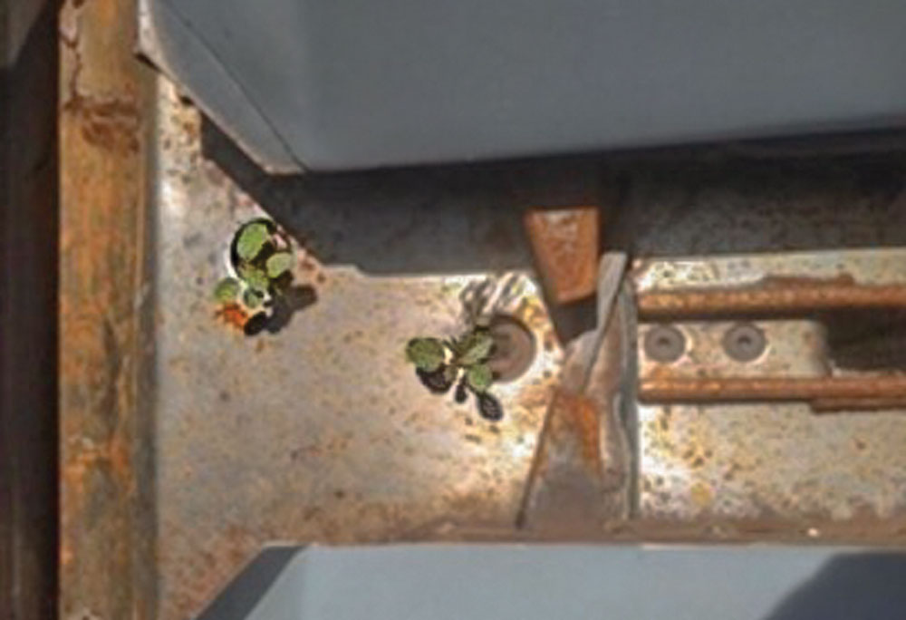 Systems-Approach-to-Control-Strip-Tills-3-Most-Challenging-Weeds-3.jpg