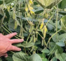 Kevin Klahn-Strip-Tiller Shares Recipe for State Record Soybean Yield-1.jpg