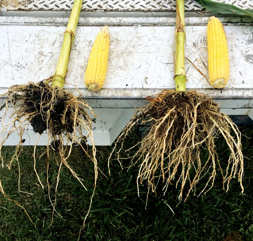 4 Ways Biologicals Can Help Boost Nutrient Programs