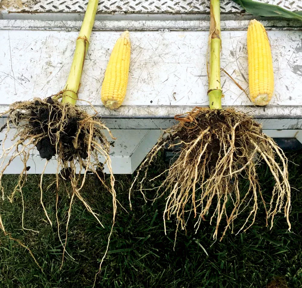 4-Ways-Biologicals-Can-Help-Boost-Nutrient-Programs-Corn-roots.jpg