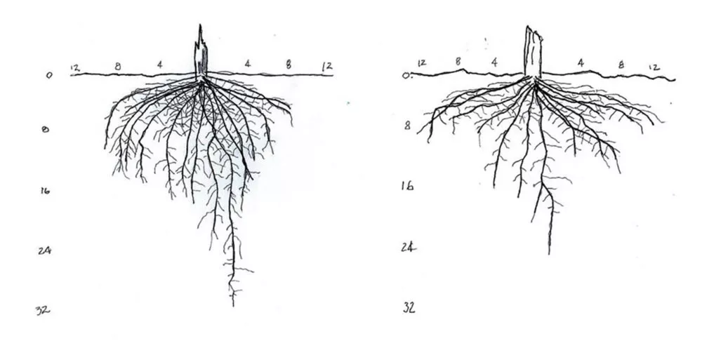 Strip-Till-Hall-of-Famer-Michael-Petersen-Roots.jpg