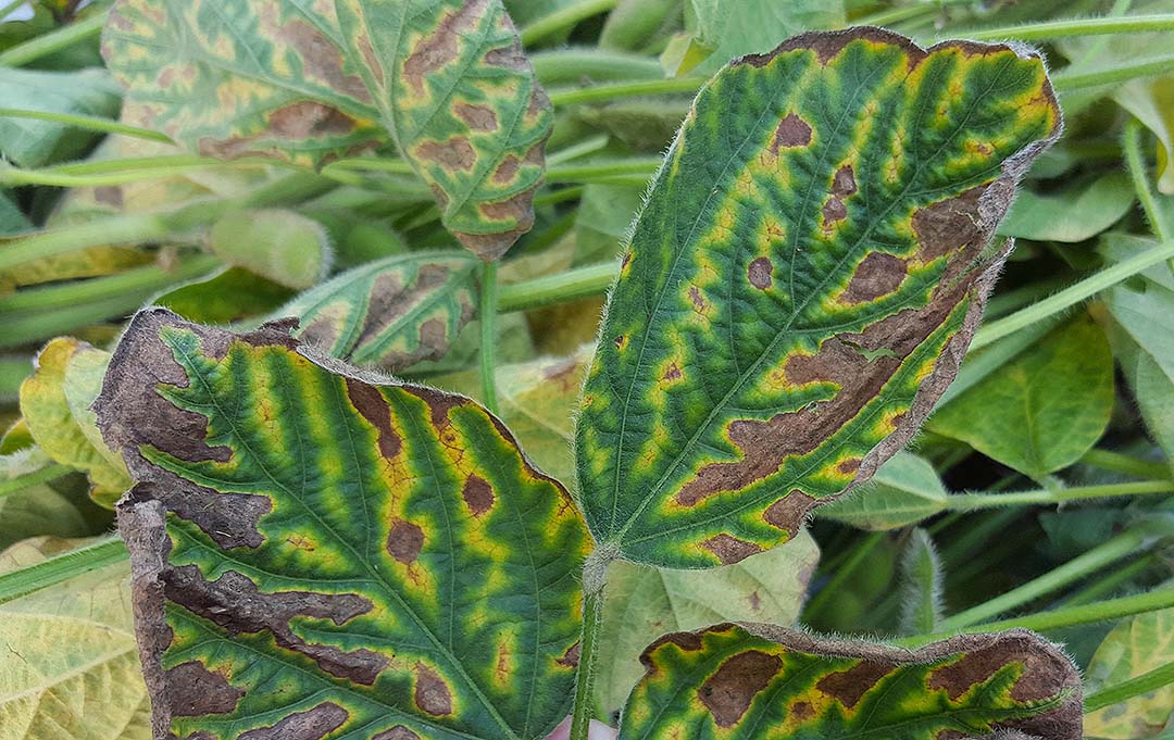 Soybean Sudden Death Syndrome