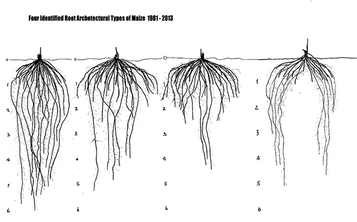 Root-structure.png