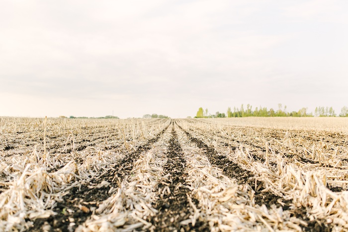 strip-till field