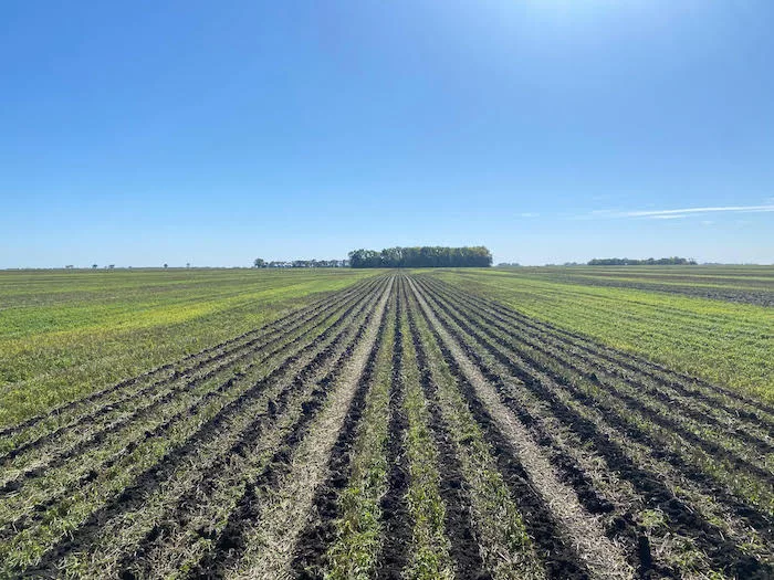 Johnstad farms