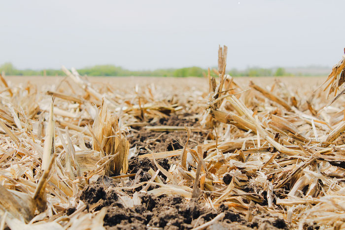 strip till field