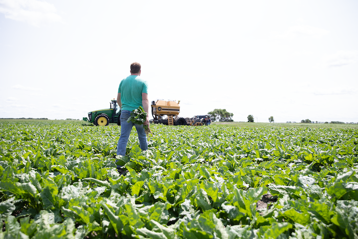 strip till field