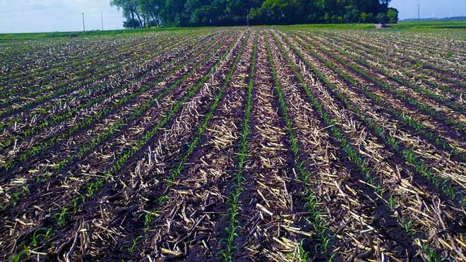 Strip-Till zones after emergence