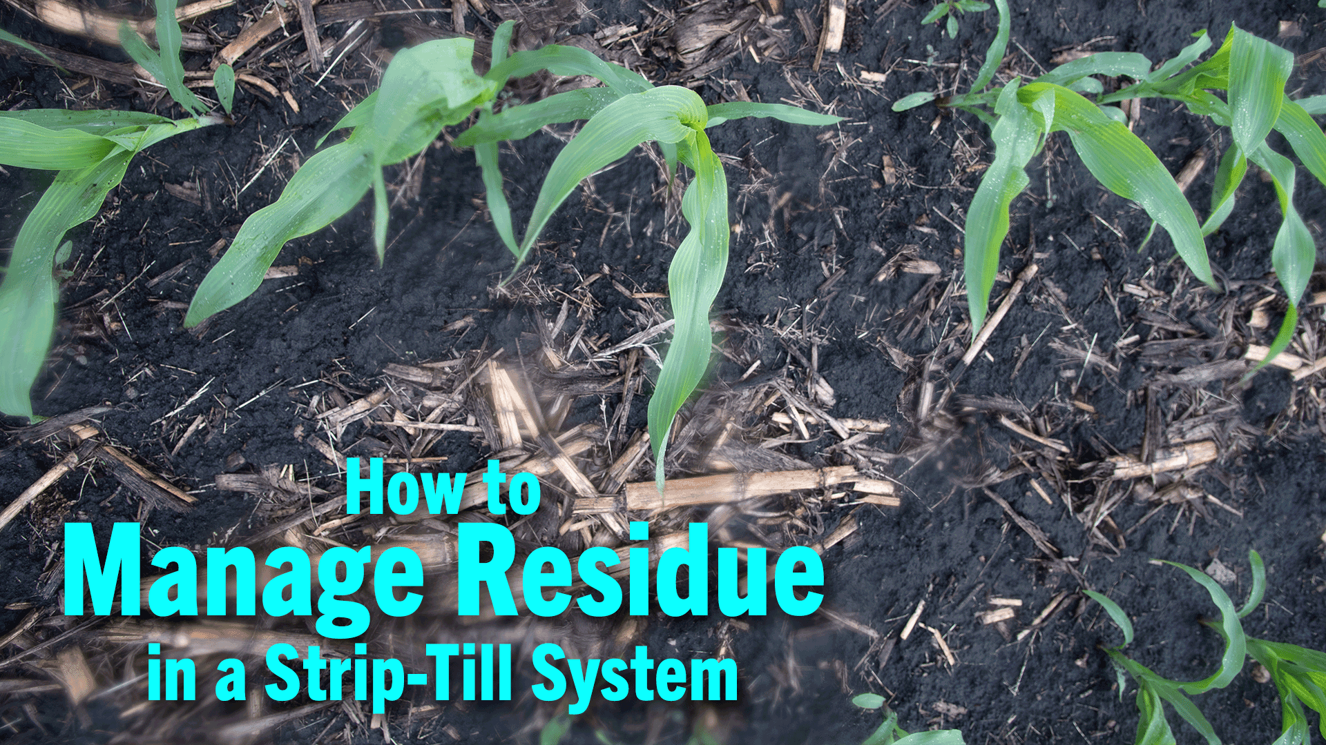 How-to-Manage-Residue-in-a-Strip-Till-System.png