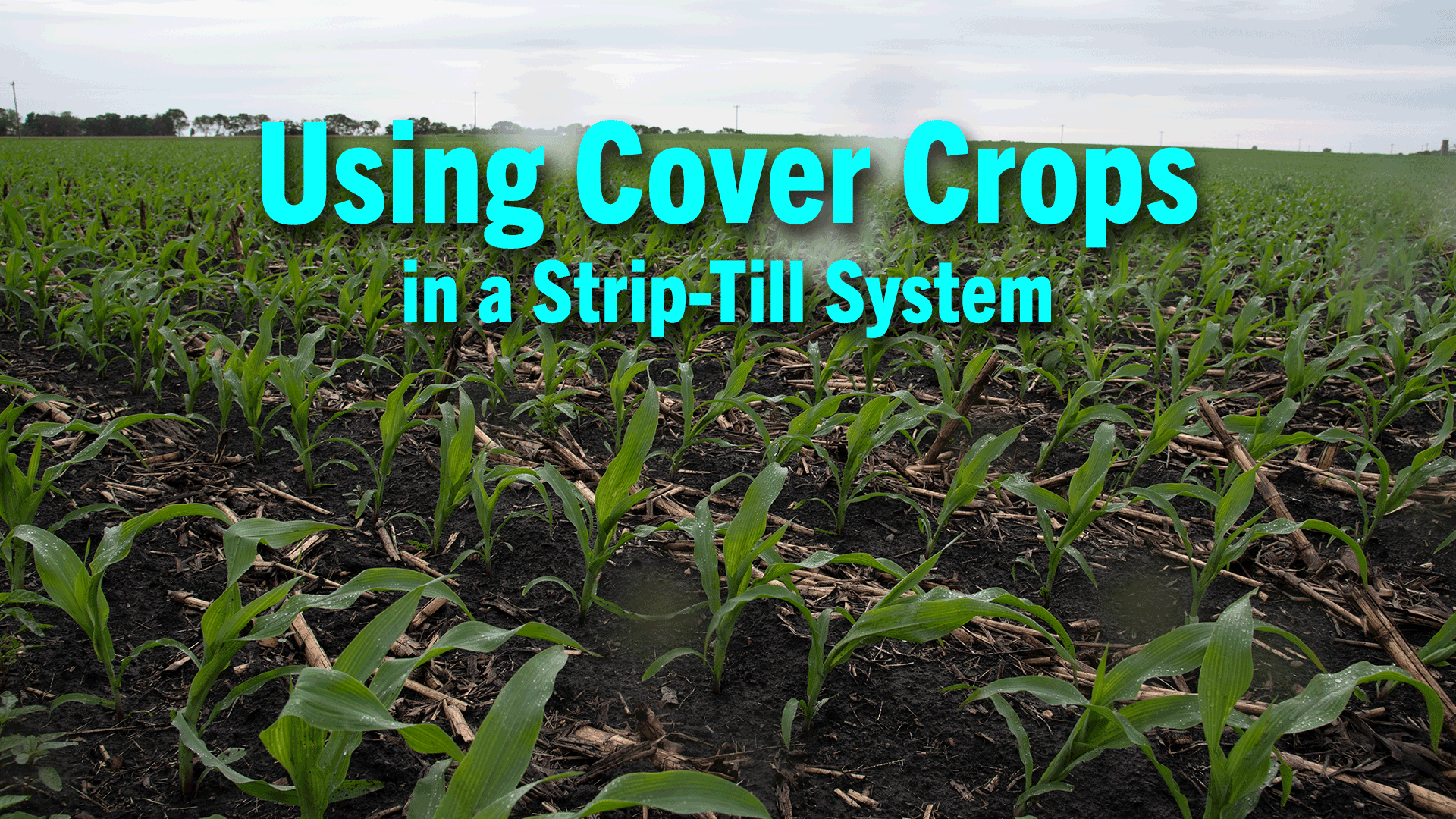 Using-Cover-Crops-in-a-Strip-Till-System.png