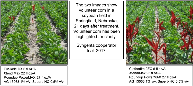 Syngenta