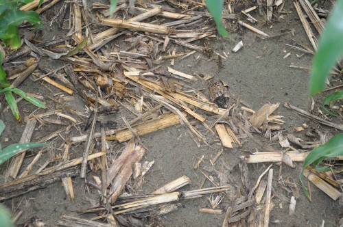 Heavy Residue. With little rainfall and low humidity in the Columbia Basin of Washington, corn stalks break down far more slowly vs. the Corn Belt, Petty says.